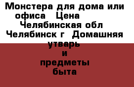  Монстера для дома или офиса › Цена ­ 1 900 - Челябинская обл., Челябинск г. Домашняя утварь и предметы быта » Растения   